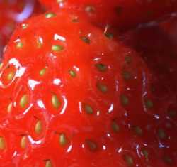 Erdbeeren Kühle Frische  SC Liquide 10ml