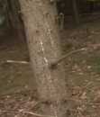 King Tabak + Holz SC Liquid